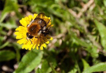 simsearch:400-07626311,k - Bee pollinating a yellow dandelion Stock Photo - Budget Royalty-Free & Subscription, Code: 400-05253383