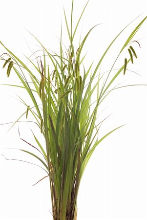 sedge grasses - blooming young summer grass on white background Stock Photo - Budget Royalty-Free & Subscription, Code: 400-05253407