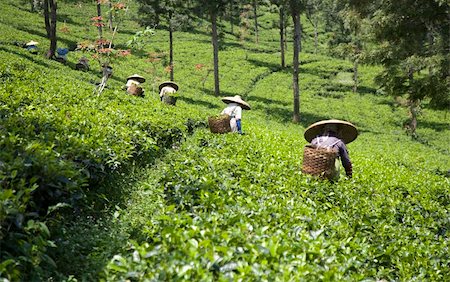 Tea pickers on a tea plantation in Puncak, Java, Indonesia Photographie de stock - Aubaine LD & Abonnement, Code: 400-05253425