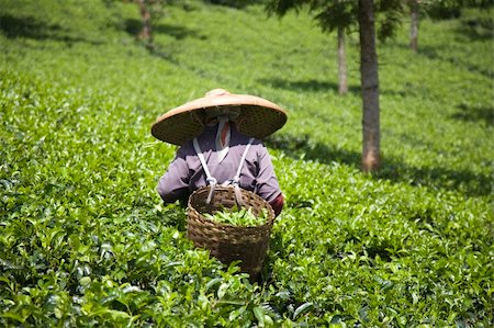Tea picker on a tea plantation in Puncak, Java, Indonesia Stock Photo - Budget Royalty-Free & Subscription, Code: 400-05253426
