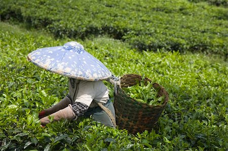 Tea picker on a tea plantation in Puncak, Java, Indonesia Photographie de stock - Aubaine LD & Abonnement, Code: 400-05253429