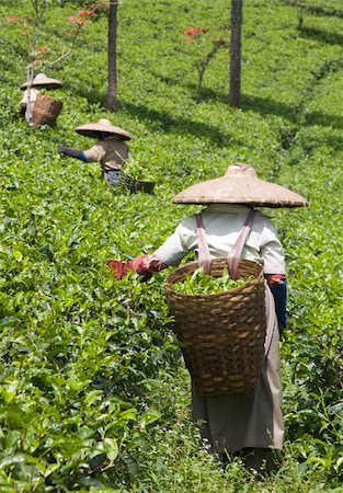 Tea pickers on a tea plantation in Puncak, Java, Indonesia Photographie de stock - Aubaine LD & Abonnement, Code: 400-05253434