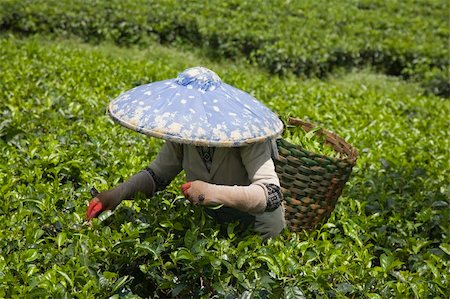 Tea picker on a tea plantation in Puncak, Java, Indonesia Photographie de stock - Aubaine LD & Abonnement, Code: 400-05253433