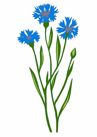 vector drawing of the flower cornflower on white background Stock Photo - Budget Royalty-Free & Subscription, Code: 400-05253479