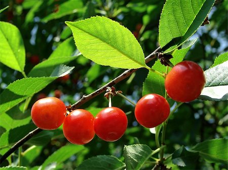 simsearch:400-05382337,k - ripening cherry fruits with leaves on the branch Stock Photo - Budget Royalty-Free & Subscription, Code: 400-05253527