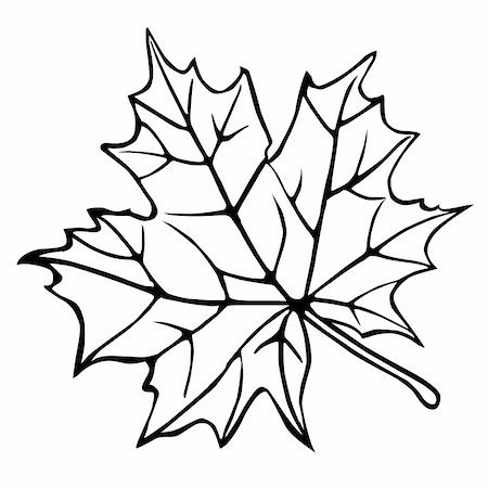 vector silhouette of the maple leaf on white background Stock Photo - Budget Royalty-Free & Subscription, Code: 400-05253522