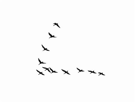 flock of geese - vector silhouette flock geese on white background Stock Photo - Budget Royalty-Free & Subscription, Code: 400-05253654