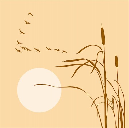 sedge grasses - vector  drawing flock geese on bulrush Stock Photo - Budget Royalty-Free & Subscription, Code: 400-05253659