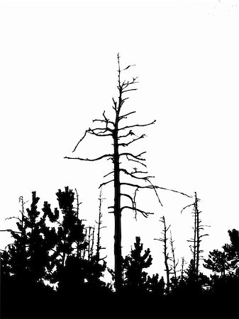 silhouette dry tree isolated on white background Foto de stock - Super Valor sin royalties y Suscripción, Código: 400-05253678