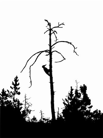 simsearch:400-04717615,k - silhouette woodpecker on dry tree isolated on white background Foto de stock - Super Valor sin royalties y Suscripción, Código: 400-05253697
