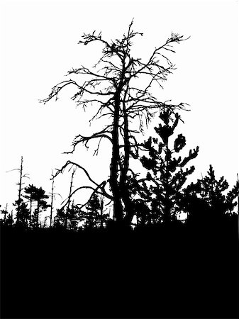 silhouette dry tree isolated on white background Foto de stock - Super Valor sin royalties y Suscripción, Código: 400-05253700
