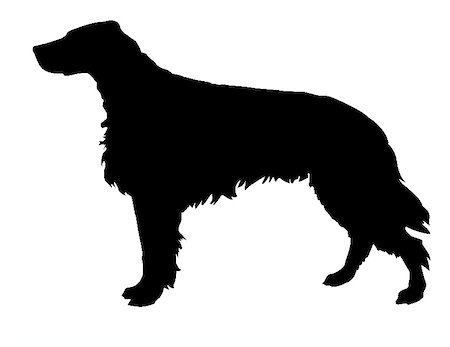 simsearch:400-05253713,k - silhouette of the setter isolated on white background Stock Photo - Budget Royalty-Free & Subscription, Code: 400-05253726