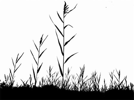 swampland - silhouette of the reed isolated on white background Stock Photo - Budget Royalty-Free & Subscription, Code: 400-05253734