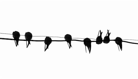 swallow silhouette tattoo - silhouette migrating swallow reposing on electric wire Stock Photo - Budget Royalty-Free & Subscription, Code: 400-05253737