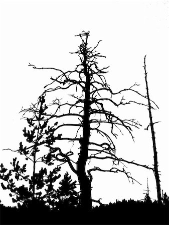 silhouette dry tree isolated on white background Foto de stock - Super Valor sin royalties y Suscripción, Código: 400-05253738