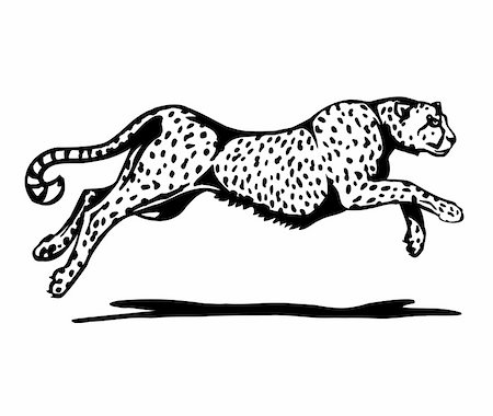 Black and white a cheetah. Vector illustration Stock Photo - Budget Royalty-Free & Subscription, Code: 400-05253817