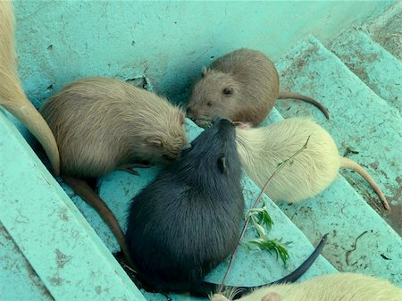 Set of colored coypus on the stone stairs Foto de stock - Super Valor sin royalties y Suscripción, Código: 400-05253843