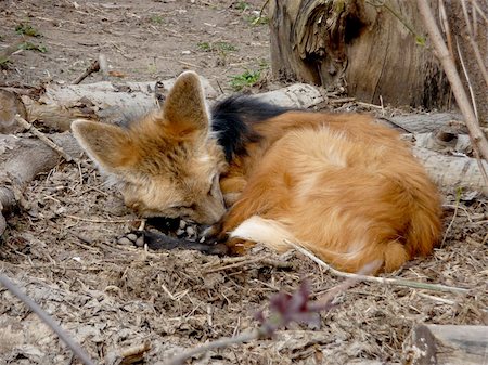 Colorful sleeping red fox on the ground Photographie de stock - Aubaine LD & Abonnement, Code: 400-05253862