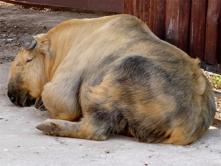 Sleeping Tibetan takin on the ground at Moscow zoo Photographie de stock - Aubaine LD & Abonnement, Code: 400-05253863