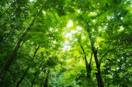 simsearch:622-02758724,k - Sunbeam shine thru the green forest Fotografie stock - Microstock e Abbonamento, Codice: 400-05253949