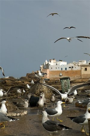 View of seagulls in Moroccan harbour, essauira Stock Photo - Budget Royalty-Free & Subscription, Code: 400-05253980