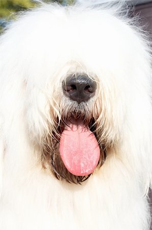 sheep dog - Portrait og Old English Sheepdog - Bobtail Photographie de stock - Aubaine LD & Abonnement, Code: 400-05264514