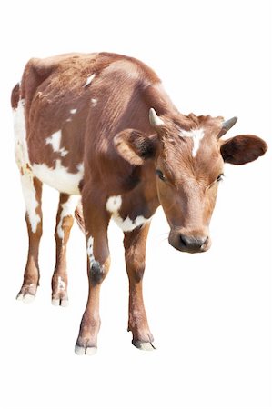 simsearch:400-03957687,k - Cow calf isolated on white Photographie de stock - Aubaine LD & Abonnement, Code: 400-05264519