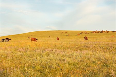 simsearch:400-06327745,k - Cows at farmland. Summer morning at field. Stock Photo - Budget Royalty-Free & Subscription, Code: 400-05264551