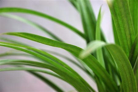 dyomaster (artist) - screw pine leafs Fotografie stock - Microstock e Abbonamento, Codice: 400-05264991