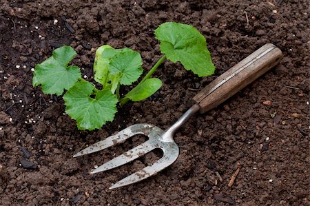 rastrellino - new zucchini plant just planted and watered, gardening fork Fotografie stock - Microstock e Abbonamento, Codice: 400-05265281