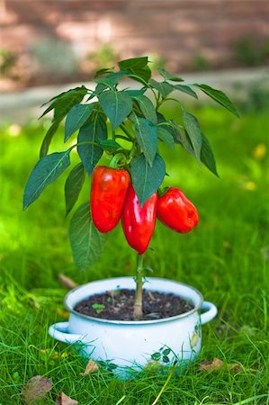 The red pepper growing from a pan Stock Photo - Budget Royalty-Free & Subscription, Code: 400-05265294