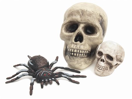 Two scary skulls and rubber joke spider for Halloween isolated on white Photographie de stock - Aubaine LD & Abonnement, Code: 400-05265307