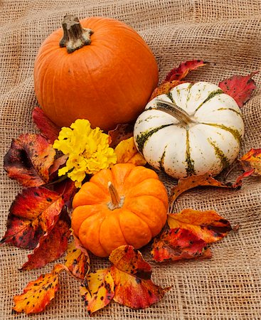 Three ornamental pumpkins surrounded by colorful real leaves and flower on burlap sacking. Photographie de stock - Aubaine LD & Abonnement, Code: 400-05265315