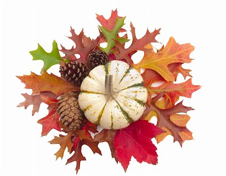 Overhead shot of decorative white pumpkin surrounded by real Autumn leaves and pine cones isolated on white Foto de stock - Super Valor sin royalties y Suscripción, Código: 400-05265321