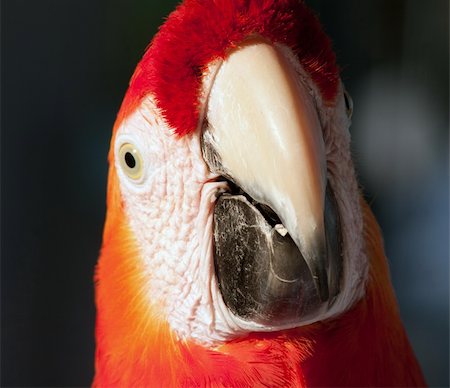 simsearch:400-04524943,k - colorful Parrot Photographie de stock - Aubaine LD & Abonnement, Code: 400-05265333