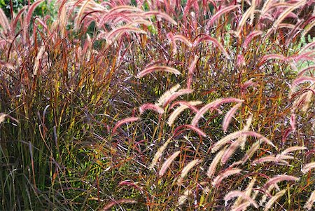 sedge grasses - cat-tail flower Stock Photo - Budget Royalty-Free & Subscription, Code: 400-05265344