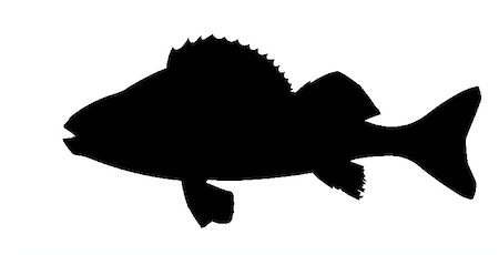 vector silhouette of fish on white background Fotografie stock - Microstock e Abbonamento, Codice: 400-05265492