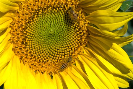 simsearch:400-04742969,k - Gorgeous Sunflowers Field in the Tuscan Countryside, Italy Stockbilder - Microstock & Abonnement, Bildnummer: 400-05265747