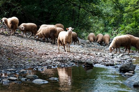 symmetrical animals - Number of sheeps at watering near the river Stock Photo - Budget Royalty-Free & Subscription, Code: 400-05265896