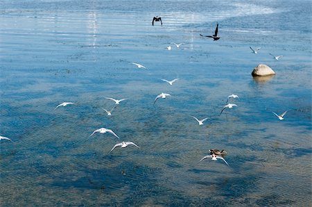 simsearch:700-01463867,k - seagulls and ravens are flying away Fotografie stock - Microstock e Abbonamento, Codice: 400-05265891