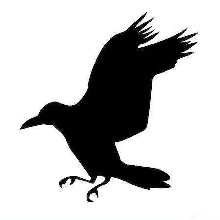 vector silhouette ravens on white background Stock Photo - Budget Royalty-Free & Subscription, Code: 400-05266021