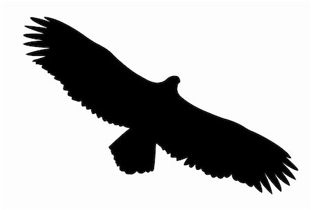 vector silhouette of the ravenous bird on white background Photographie de stock - Aubaine LD & Abonnement, Code: 400-05266063
