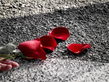 picture of dead roses - Rose petals on a road Stock Photo - Budget Royalty-Free & Subscription, Code: 400-05266471