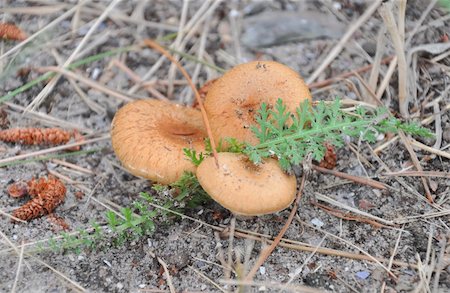 simsearch:400-05305223,k - mushrooms on needles in forest Foto de stock - Super Valor sin royalties y Suscripción, Código: 400-05266885