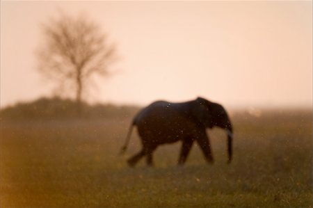 simsearch:400-04815686,k - Going elephant and tree. In twilight after a decline. The elephant goes across the field on a background a tree. Foto de stock - Super Valor sin royalties y Suscripción, Código: 400-05267095