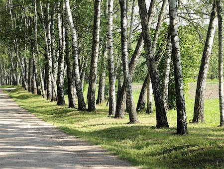 Birch trees with lush foliage in sunny summer day in the park Stock Photo - Budget Royalty-Free & Subscription, Code: 400-05267112
