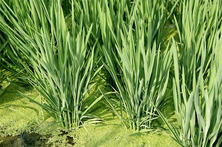 simsearch:400-05356570,k - Rice field green meadow in Spain plant detail Foto de stock - Super Valor sin royalties y Suscripción, Código: 400-05267518