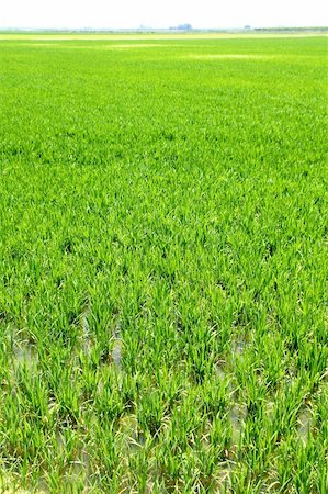 simsearch:400-07329896,k - Agriculture rice cereal field perspective in spain Valencia Stock Photo - Budget Royalty-Free & Subscription, Code: 400-05267520