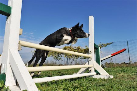 simsearch:400-06881275,k - jumping purebred puppy border collie on a blue sky Photographie de stock - Aubaine LD & Abonnement, Code: 400-05267562