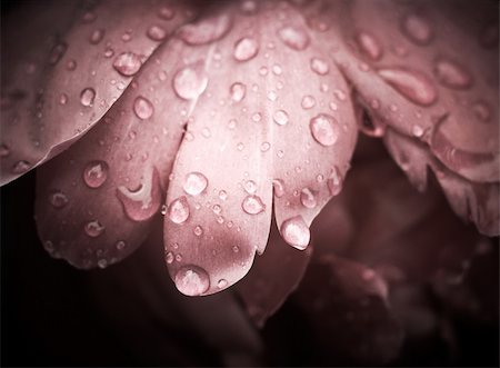simsearch:400-04421790,k - Rose With Dew Drops. Vintage Background. Stock Photo - Budget Royalty-Free & Subscription, Code: 400-05267650